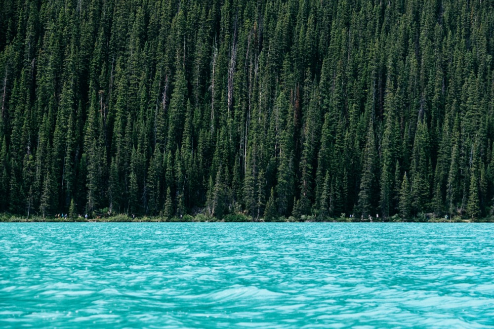 Forest in Lake Louise