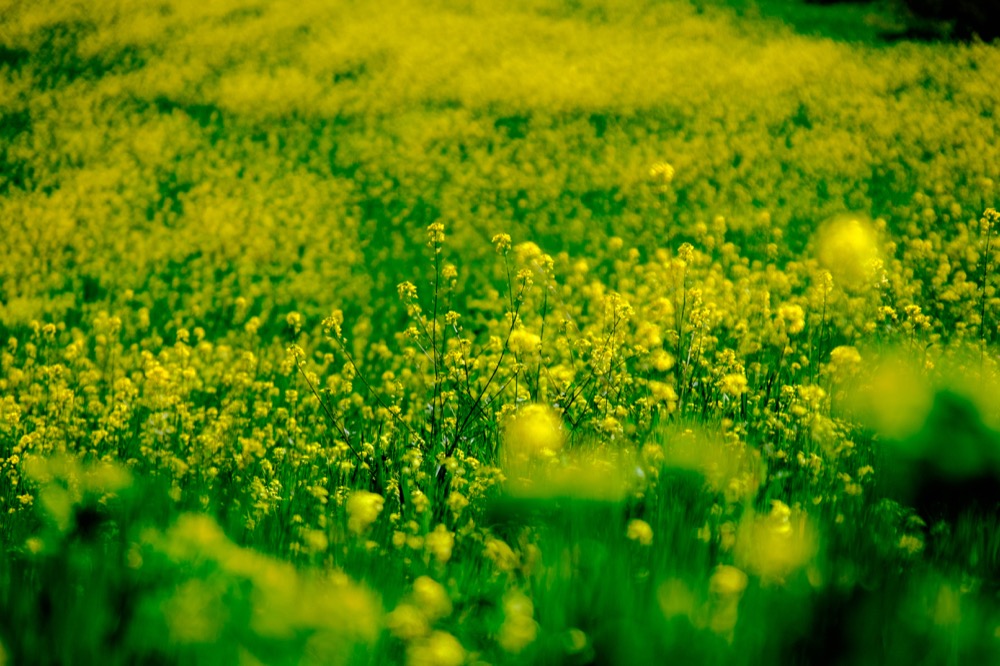 Flower fields in Granada, Spain